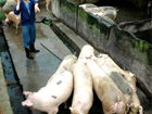沼氣行業(yè)動態(tài)與市場走勢分析 聚焦愛豬網(wǎng)沼氣設備新動向